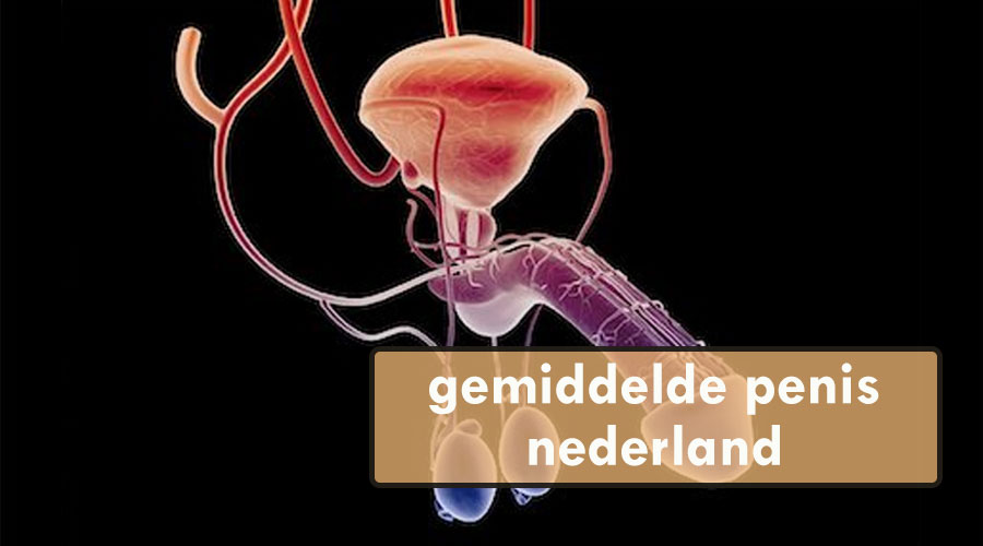 gemiddelde penis nederland